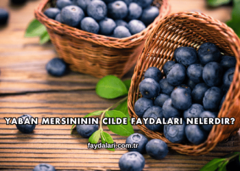 Yaban Mersininin Cilde Faydaları Nelerdir?