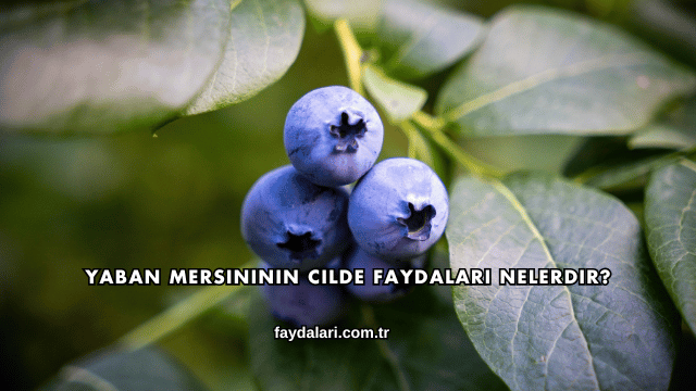 Yaban Mersininin Cilde Faydaları Nelerdir?