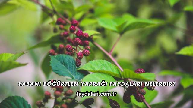 Yabani Böğürtlen Yaprağı Faydaları Nelerdir?