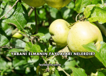 Yabani Elmanın Faydaları Nelerdir?