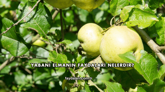 Yabani Elmanın Faydaları Nelerdir?