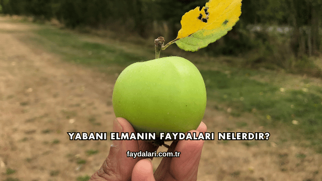 Yabani Elmanın Faydaları Nelerdir?