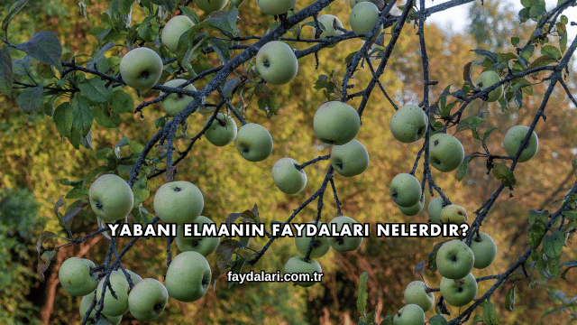 Yabani Elmanın Faydaları Nelerdir?