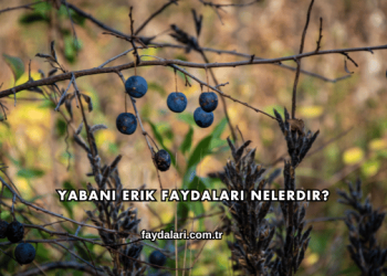 Yabani Erik Faydaları Nelerdir?