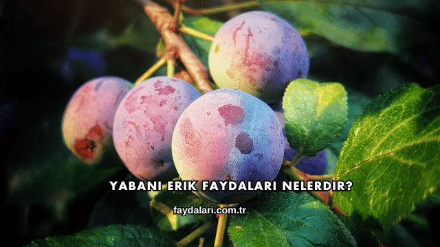 Yabani Erik Faydaları Nelerdir?