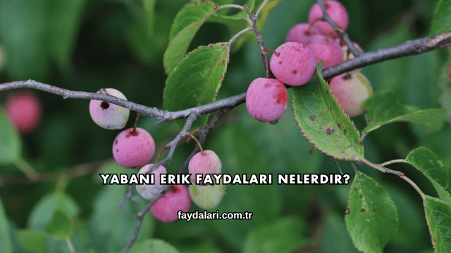 Yabani Erik Faydaları Nelerdir?