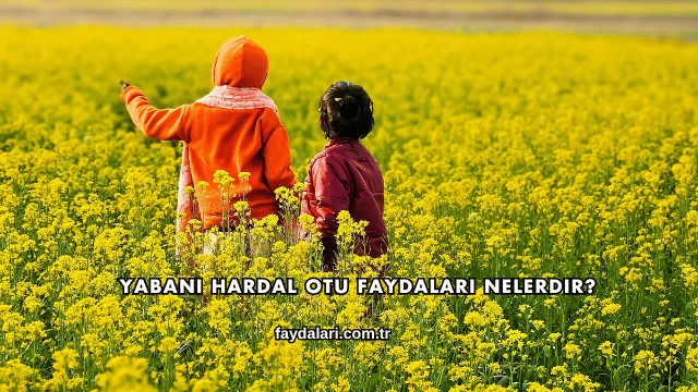Yabani Hardal Otu Faydaları Nelerdir?