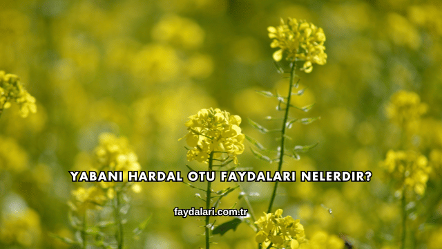 Yabani Hardal Otu Faydaları Nelerdir?