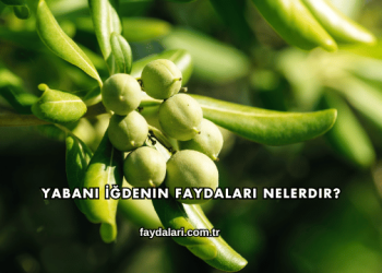 Yabani İğdenin Faydaları Nelerdir?