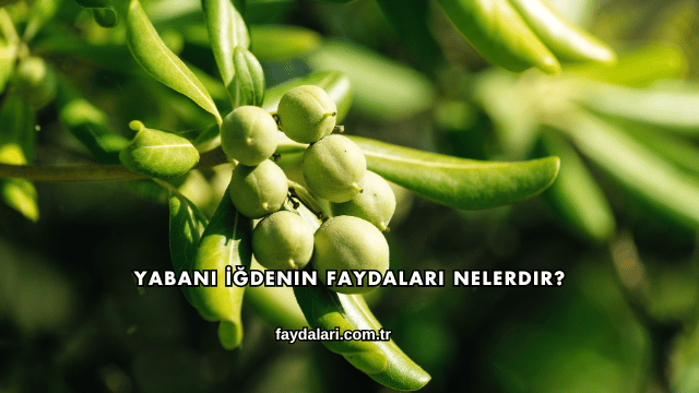 Yabani İğdenin Faydaları Nelerdir?