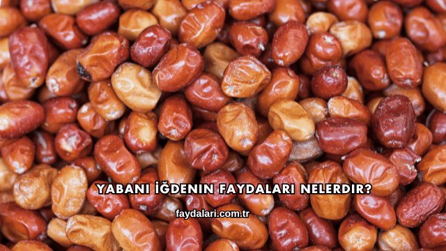 Yabani İğdenin Faydaları Nelerdir?