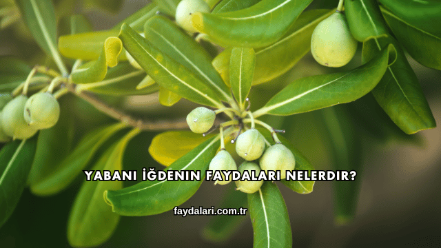 Yabani İğdenin Faydaları Nelerdir?