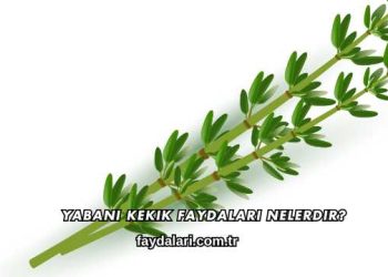 Yabani Kekik Faydaları Nelerdir?
