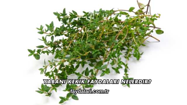 Yabani Kekik Faydaları Nelerdir?