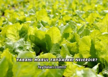 Yabani Marul Faydaları Nelerdir?