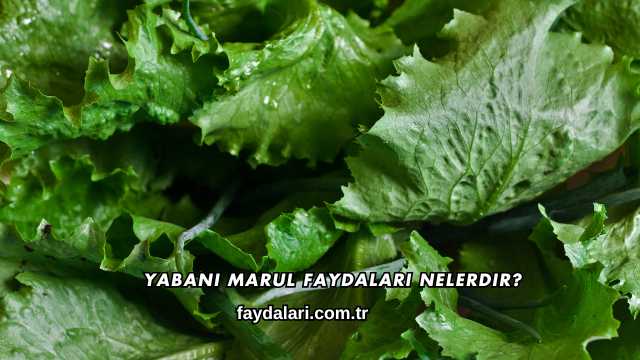 Yabani Marul Faydaları Nelerdir?