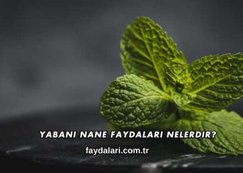 Yabani Nane Faydaları Nelerdir?