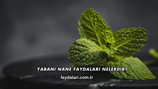 Yabani Nane Faydaları Nelerdir?