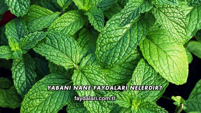 Yabani Nane Faydaları Nelerdir?
