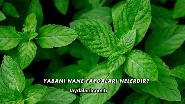Yabani Nane Faydaları Nelerdir?