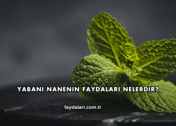 Yabani Nanenin Faydaları Nelerdir?
