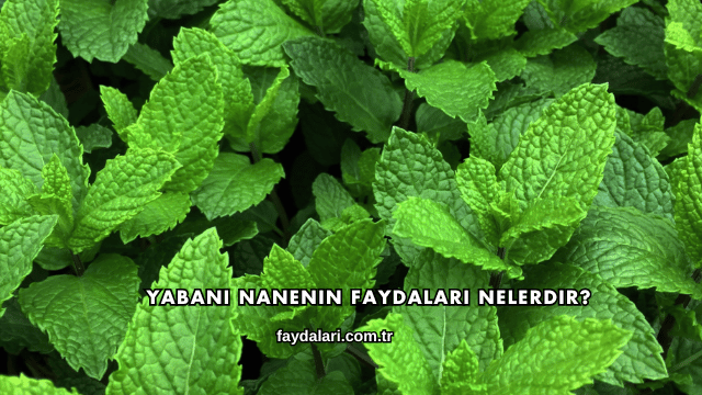 Yabani Nanenin Faydaları Nelerdir?