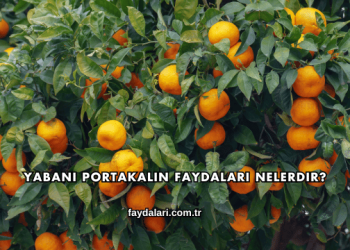 Yabani Portakalın Faydaları Nelerdir?