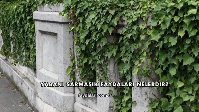 Yabani Sarmaşık Faydaları Nelerdir?