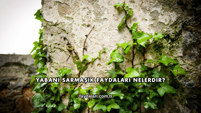 Yabani Sarmaşık Faydaları Nelerdir?