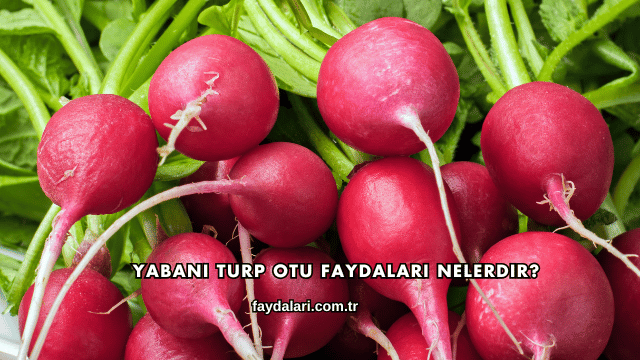 Yabani Turp Otu Faydaları Nelerdir?