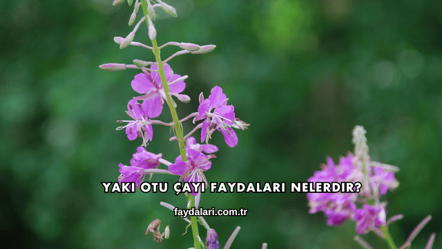 Yakı Otu Çayı Faydaları Nelerdir?