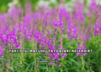 Yakı Otu Macunu Faydaları Nelerdir?