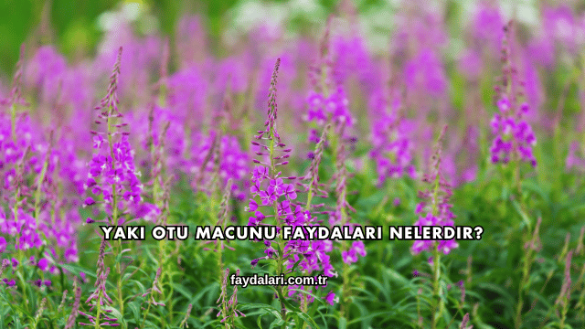 Yakı Otu Macunu Faydaları Nelerdir?