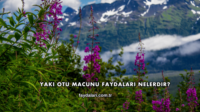 Yakı Otu Macunu Faydaları Nelerdir?