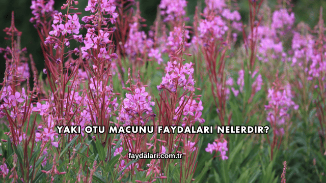 Yakı Otu Macunu Faydaları Nelerdir?