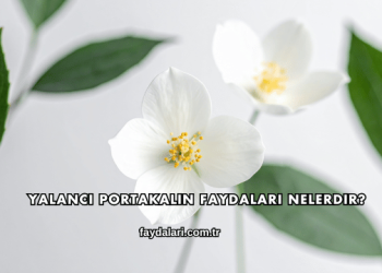 Yalancı Portakalın Faydaları Nelerdir?