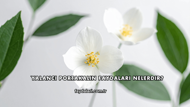 Yalancı Portakalın Faydaları Nelerdir?
