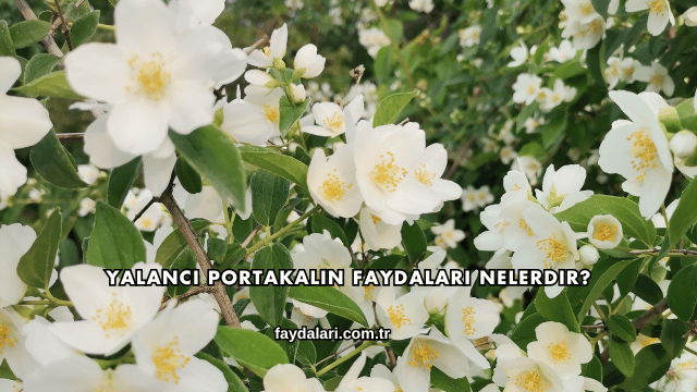 Yalancı Portakalın Faydaları Nelerdir?