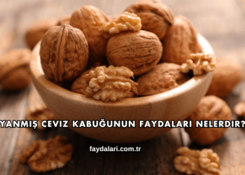 Yanmış Ceviz Kabuğunun Faydaları Nelerdir?