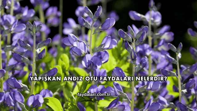 Yapışkan Andız Otu Faydaları Nelerdir?