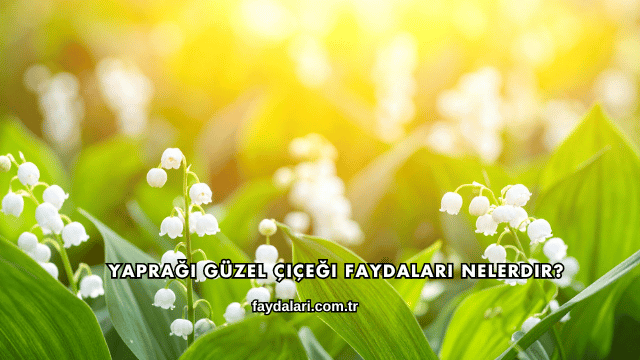 Yaprağı Güzel Çiçeği Faydaları Nelerdir?