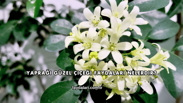 Yaprağı Güzel Çiçeği Faydaları Nelerdir?