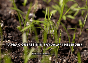 Yaprak Gübresinin Faydaları Nelerdir?