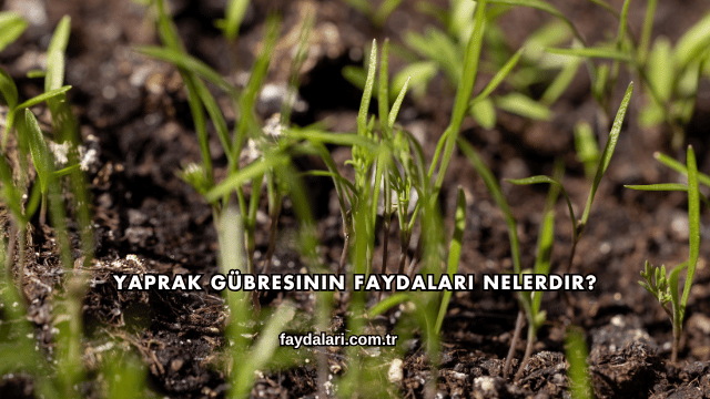 Yaprak Gübresinin Faydaları Nelerdir?