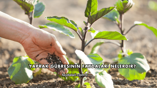 Yaprak Gübresinin Faydaları Nelerdir?