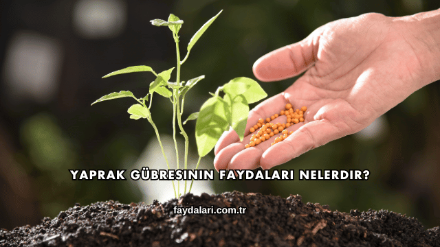 Yaprak Gübresinin Faydaları Nelerdir?