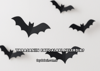 Yarasanın Faydaları Nelerdir?