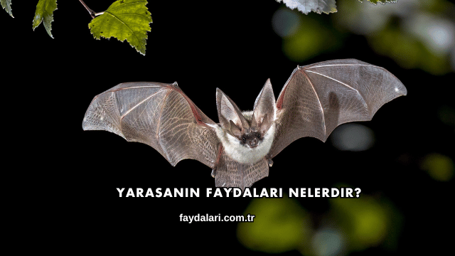 Yarasanın Faydaları Nelerdir?