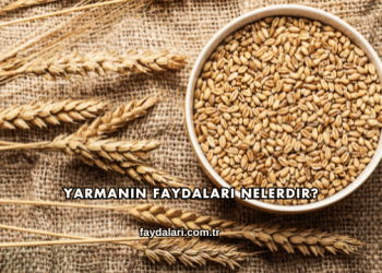 Yarmanın Faydaları Nelerdir?