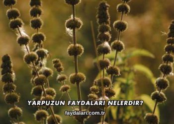 Yarpuzun Faydaları Nelerdir?